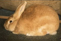 Palomino Rabbit