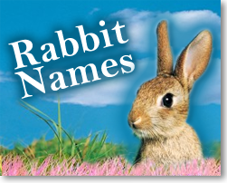 Rabbit Name
