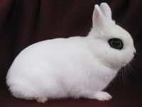 Dwarf Hotot Rabbit