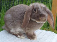 Mini Plush Lo Rabbit