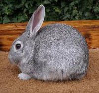 Standerd Chinchilla Rabbit